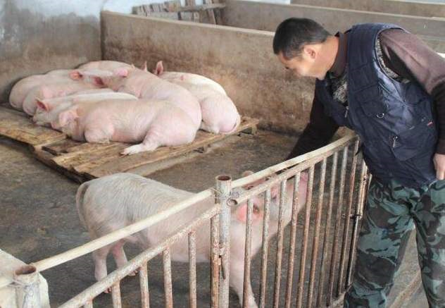 生猪价格|9月20日猪价，生猪价格大范围下跌！16元也保不住了？