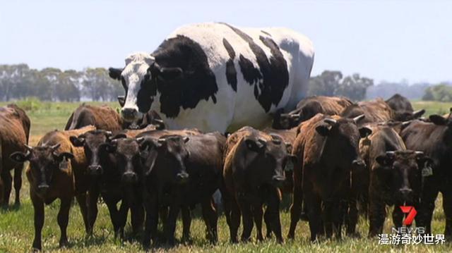 鳄鱼|令人眼界大开25张图，看完层次又提升了！