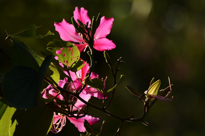 生肖@7月份期间，桃花阵阵香，月老钦点姻缘，甜蜜爱情准时出现的4生肖