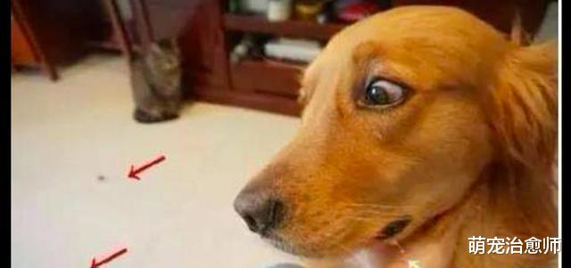 金毛眼睁睁看着牛肉粒被猫吃掉，它一脸生无可恋表情：都吃光了啊