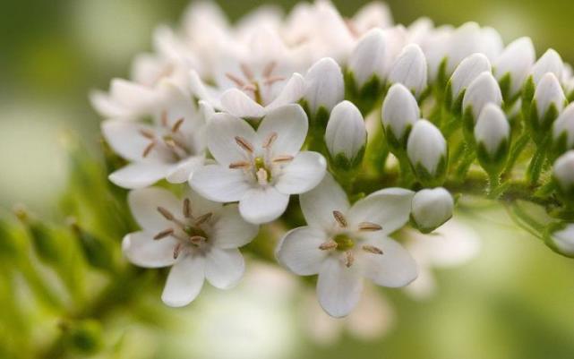 生肖|在未来11天,桃花归来,能够再度相拥前任,重拾旧爱的四大生肖