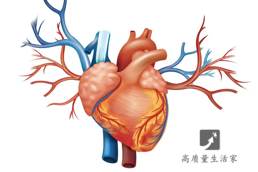 血栓|人体堵不起的五根血管!这四种食物最好少吃或不吃!