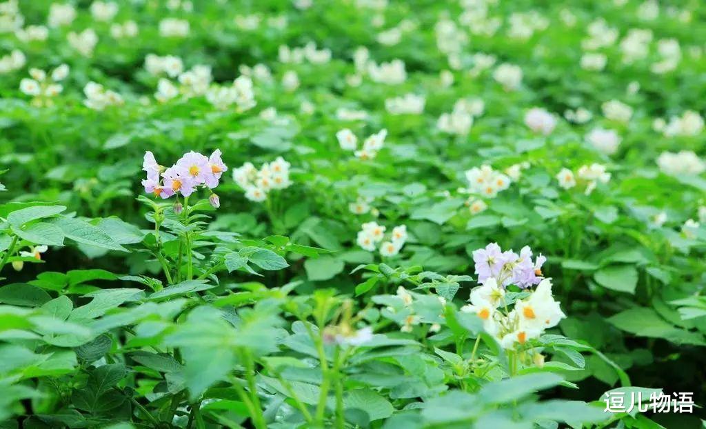 属牛：遍地是钞票，走路都捡钱的生肖牛，你做好“准备”了吗？