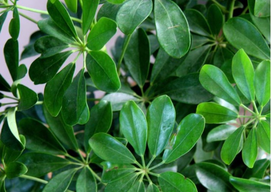 除醛的几个误区你用过吗？耽误时间，快学几个真实有效的办法吧