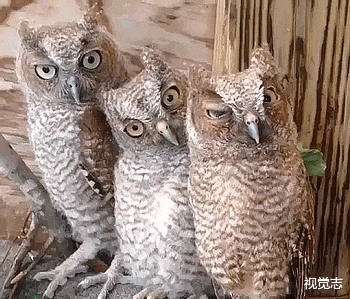 视觉志|一个被逼死的网红 。