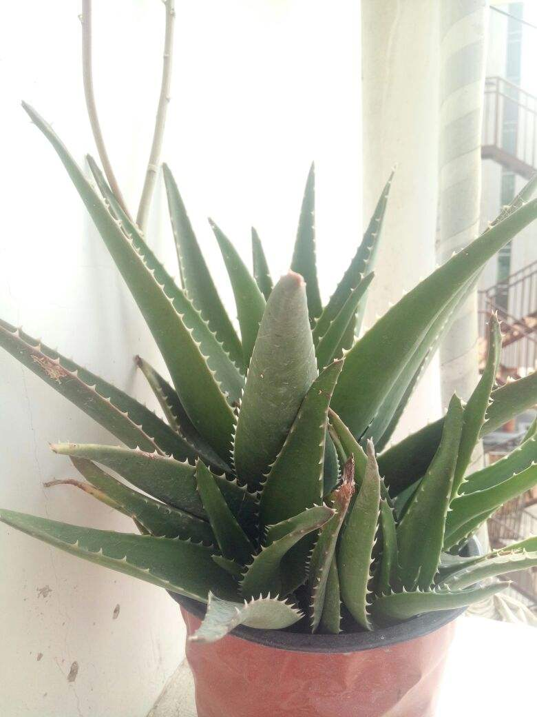 【】12种花，适合养在卫生间，耐阴耐湿好养活!