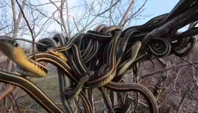 |中国1983年蛇灾是怎么回事？揭秘关于1983年中国蛇灾始末