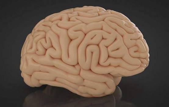 海豚|比人类还聪明的动物,拥有两个大脑!如此聪明为何无法统治地球?