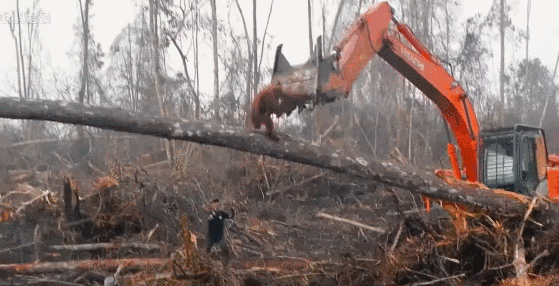 你好吴所畏|“中国最蠢的一群人”,都在这里了