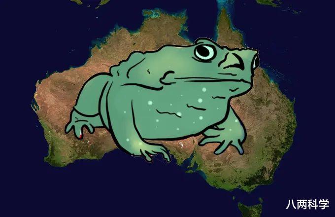 蟾蜍|从102只变成20亿只，澳洲甘蔗蟾蜍泛滥时也在进化，变得更快、更强壮！