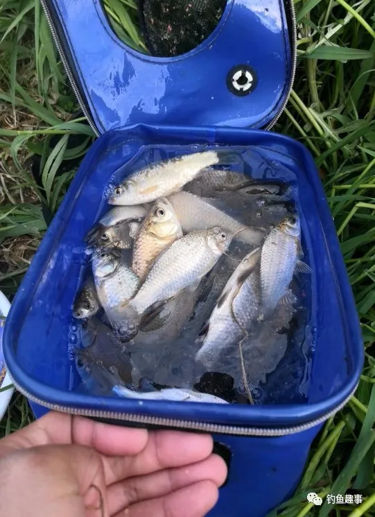 『鲫鱼』[出钓小记] 踏春静坐此，无醉奈鱼何！