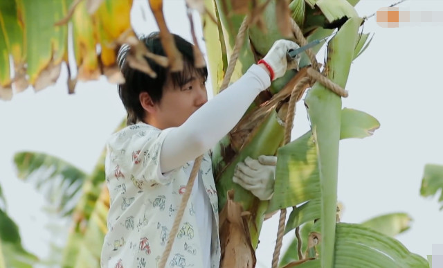 『何炅』向往4：香蕉砸地上，何炅首次一言不发没救场，谁注意郭麒麟咋摘的？