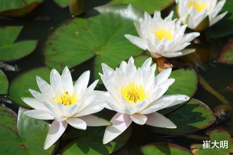 生肖|7月开始财源滚滚，事业名利双收，日子不愁钱花的四大生肖