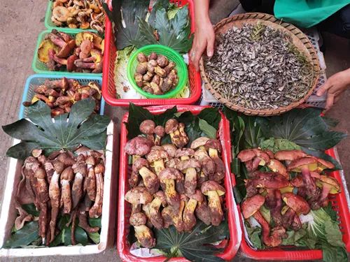 野生菌|多图！贵州最常见的30种毒蘑菇曝光