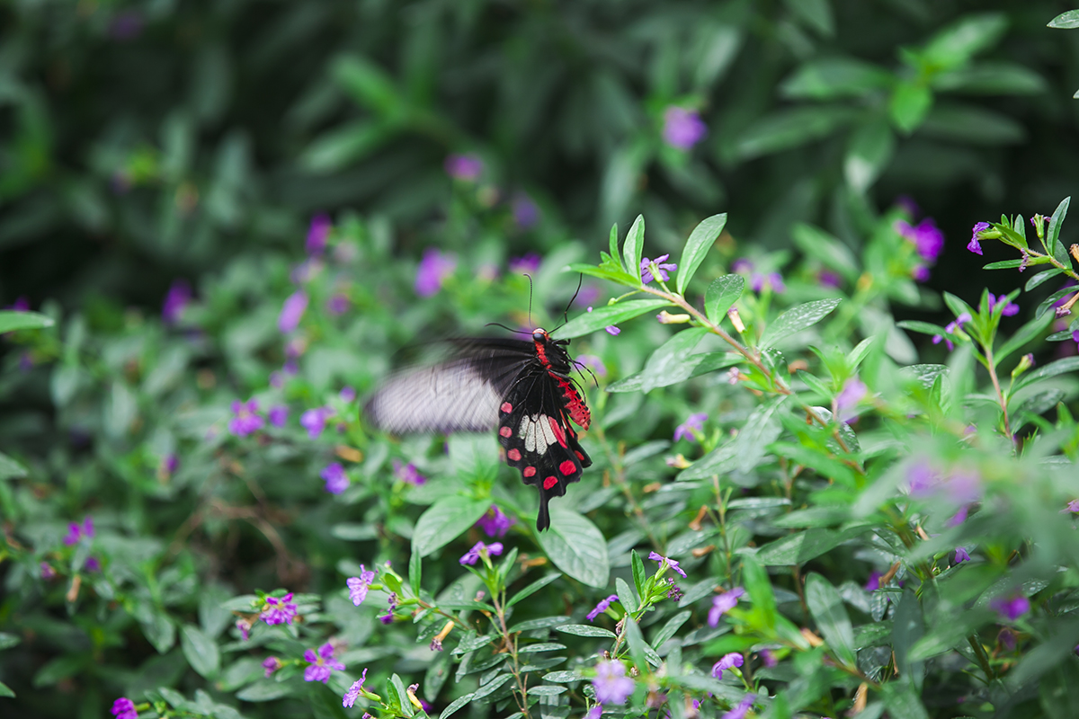 湖州▲中国最低调的南方城市,很少人听过它的名字,境内景点却赫赫有名