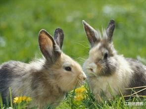 属兔|吃得苦中苦，吉祥兔最近一月，上有鸿福，下有好运，挣大钱