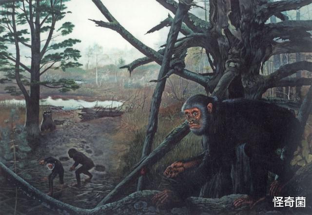 |既然人类是由猴子进化而来，为什么世界上现在还有猴子？