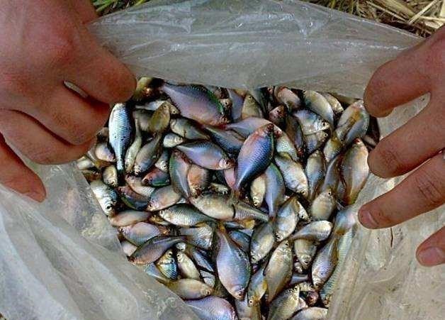 |在农村有“新四大家鱼”令钓鱼人“难受”，你认识几种呢