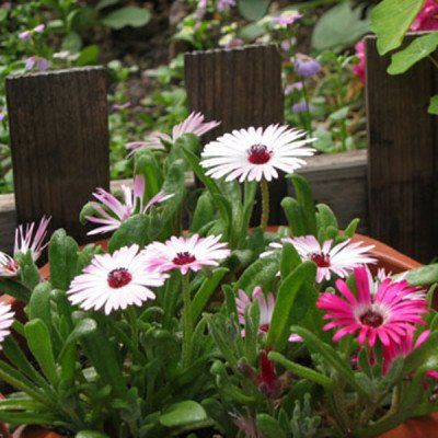 『生肖』有凤凰命的3大生肖女, 年龄越大越有钱, 大富大贵连三代