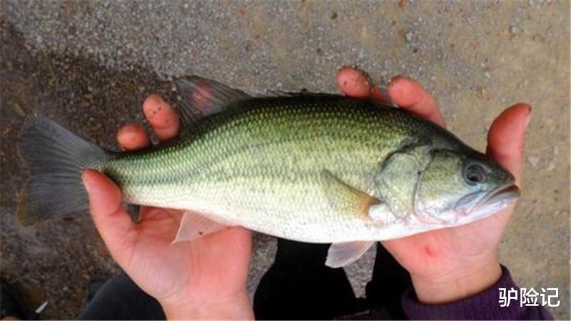水底奥秘|全球最大淡水鱼,体长可达2米,来到中国却出现“生存危机”