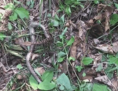 「毒蛇」“千年野山参”旁边为什么总有毒蛇?