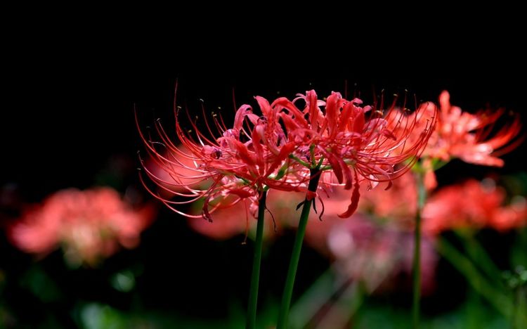 双子座|下周开始，桃花闪现，真爱降临，姻缘大好，喜事不断的4大星座