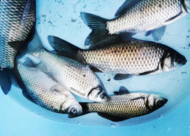 「」这些问题会影响渔获，不想钓不到鱼，推荐钓友看一看