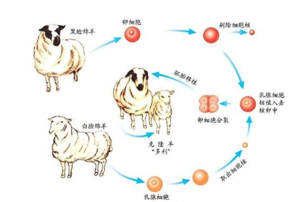 [恐龙]科学家为什么不用克隆技术让恐龙复活？恐龙复活的3个条件很难实现