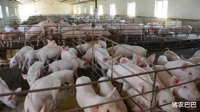 生猪价格：二师兄“牛气冲天”，18省猪价破18元，还能持续飘红多久呢？