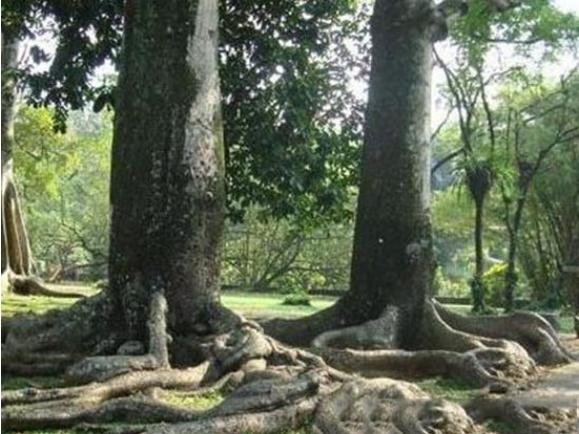 食人树|可怕!“食人树”竟真实存在,不砍掉还有专人喂养,进食方式奇特