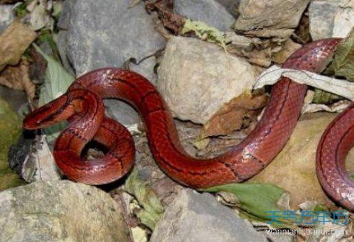 毒蛇▲印度发现新品种毒蛇，全身通透如“红玛瑙”，专家：在线征集蛇名