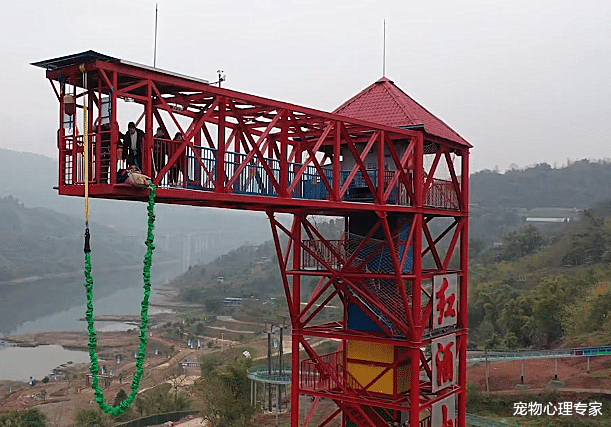 蹦极台上传来一阵叫声，随后竟丢下一只猪，大家一看直言是虐待