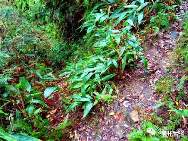 温州@温州铁坑古道，一条横亘于永嘉青田深峡的水瀑古道