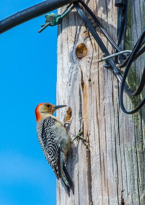 ▲啄木鸟根本不是什么好鸟！你知道它的真面目吗？原来我们都被骗了