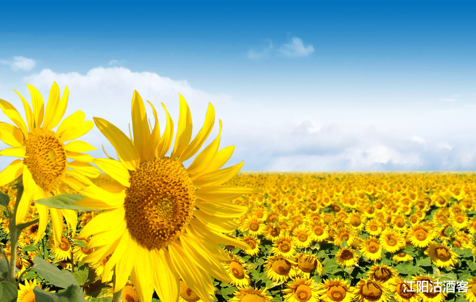 『生肖』意气风发，6月22号，事业一顺再顺，财气扎堆的3生肖，金银满屋