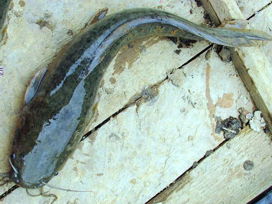 ##名声不好的“塘鲺鱼”我用三种常见的钓饵，就能钓好多