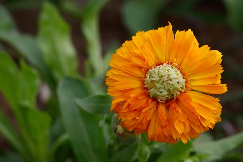 「」越长大,话越少的生肖鸡,沉默寡言,不善言辞,但思想境界极高!