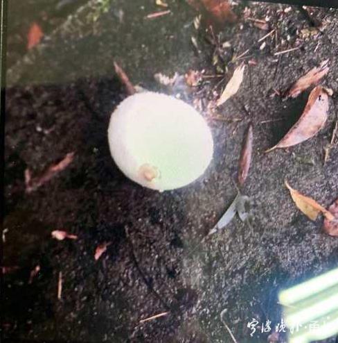 半岛晨报|吃了这道菜，母子双双中毒！医生：没有特效药，死亡率很高