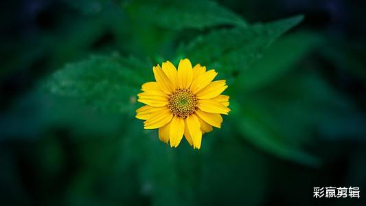 双鱼座|分手后,会旧情复燃,再次牵手前任,很念旧情的三个星座