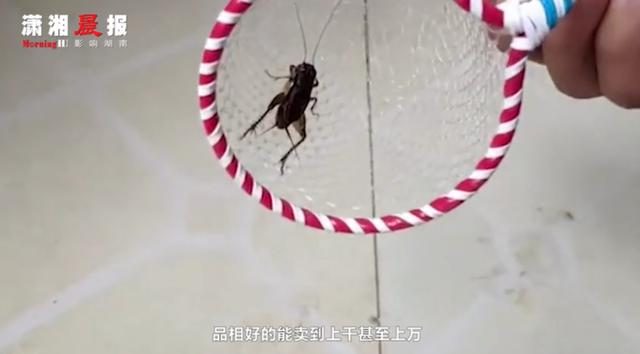 襄阳日报|惊讶！小伙靠捉这个，10年买两套房