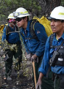 野火难烧尽，火后砍伐树木对森林会有什么影响？