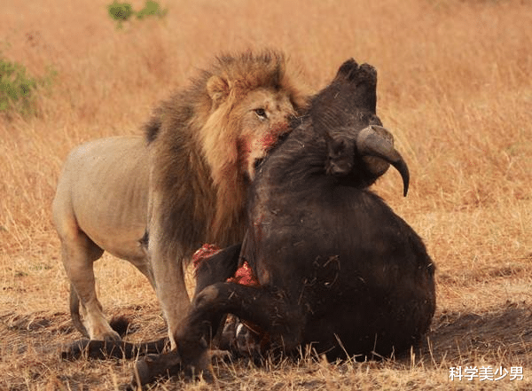 免疫系统|为什么人不能吃生肉，而动物却能安全地吃生肉？原来是这样！