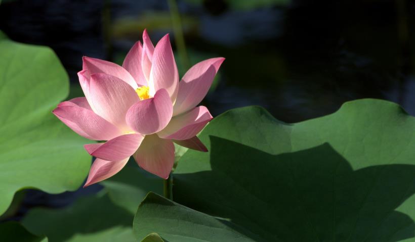 射手座|11月份，转身追回爱情的4大星座，找回你们的曾经，并坠入爱河