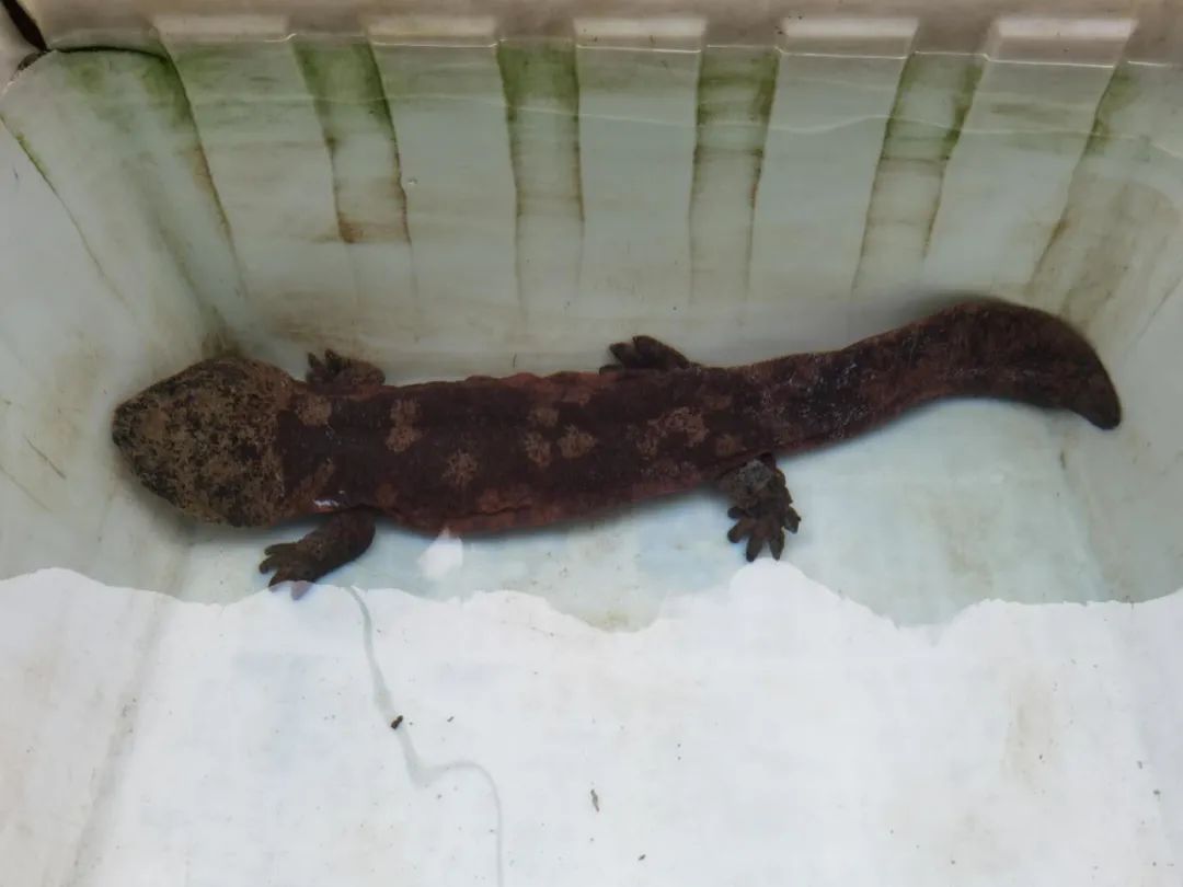 杭州日报|杭州发现“红色蛙”！全身赤红，还有斑点！一查不得了……