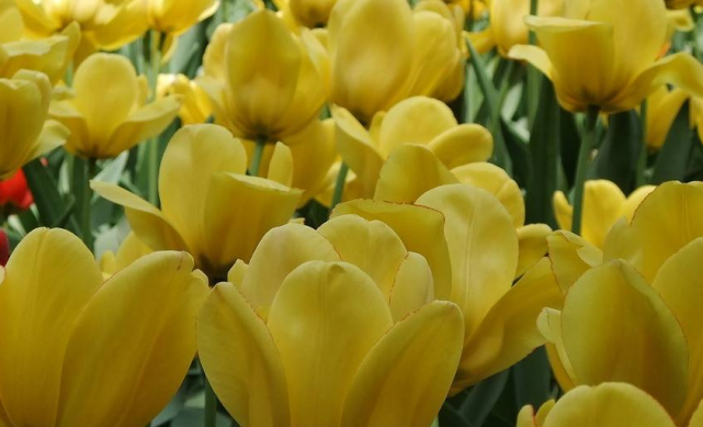 |9月29号之后此三属相运势极旺，财源不断，钱财大涨的三生肖