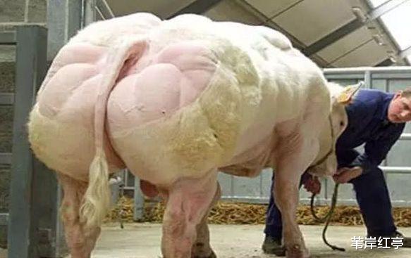 @动物界的“史泰龙”从来不用锻炼,肌肉壮硕如“猛虎”