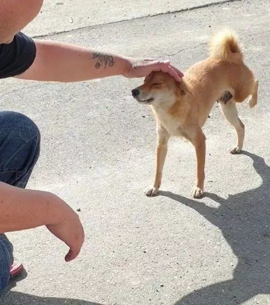 瘸腿狗妈妈含泪哀求：我的孩子，需要一个家……