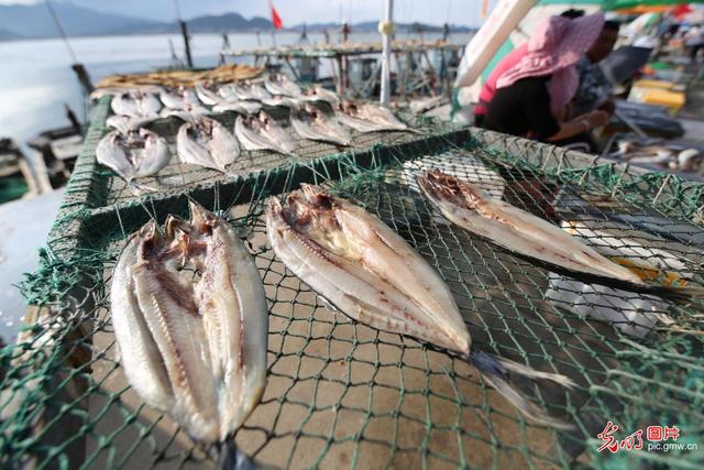 光明网视频|青岛：秋风起 晒鱼忙