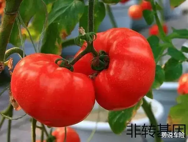 #转基因#转基因与非转基因的区别