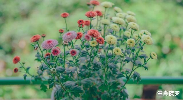 生肖|9月中旬，福气萦绕，蛟龙得水，4生肖心花怒放，富贵挡不住